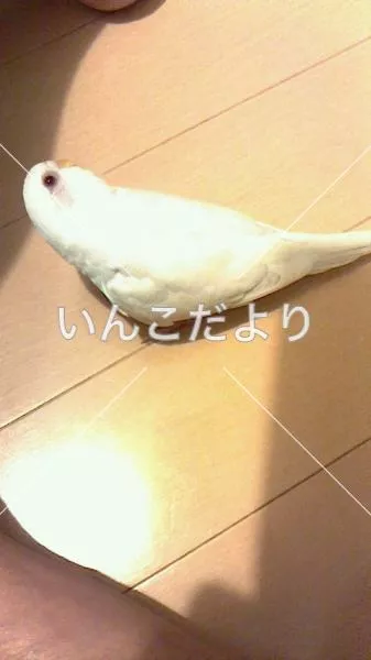 コメントの画像