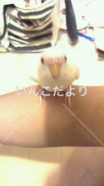 コメントの画像