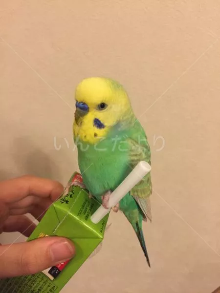 コメントの画像