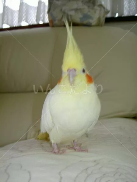 コメントの画像