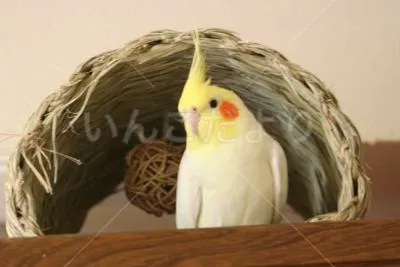 コメントの画像