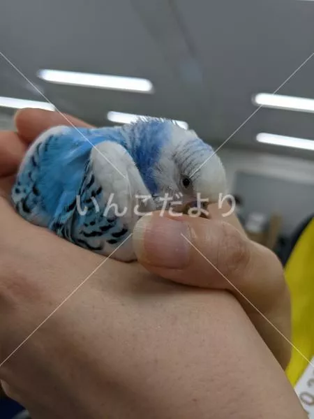 コメントの画像