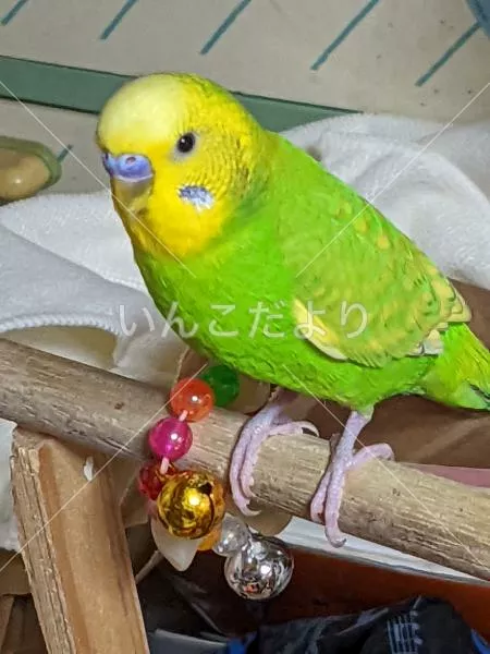 コメントの画像