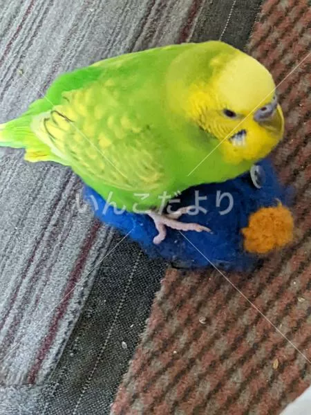 コメントの画像