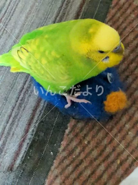 コメントの画像