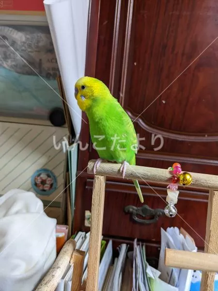 コメントの画像