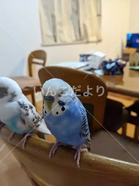 コメントの画像