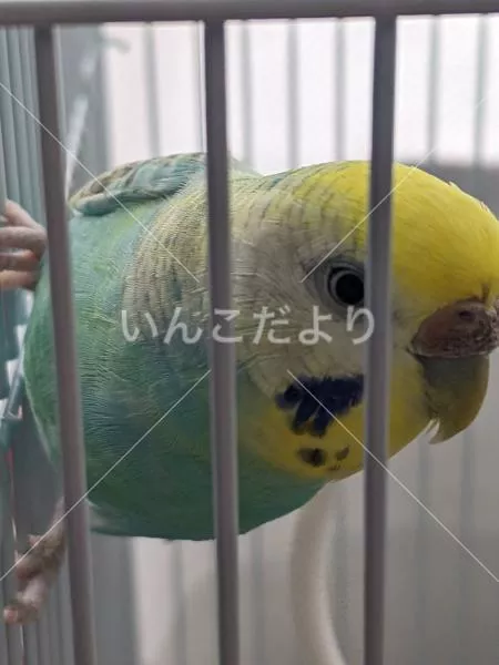 コメントの画像