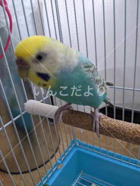 コメントの画像