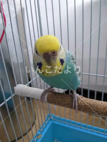 コメントの画像