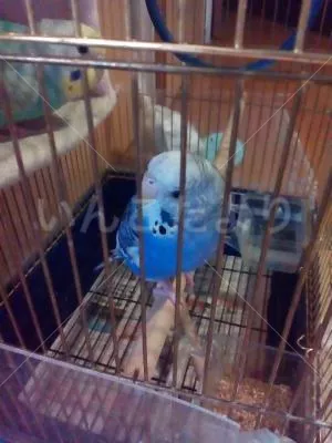 コメントの画像