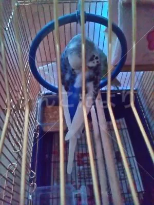 コメントの画像