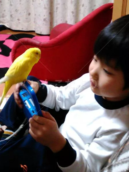 コメントの画像