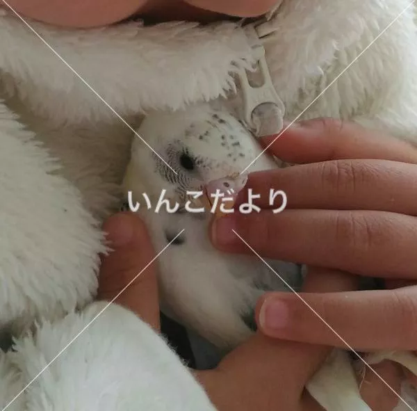 コメントの画像