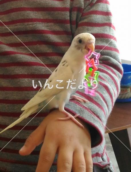 コメントの画像
