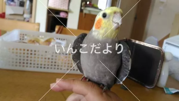 コメントの画像