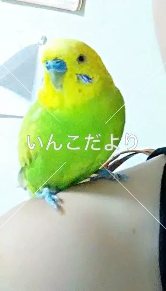 コメントの画像