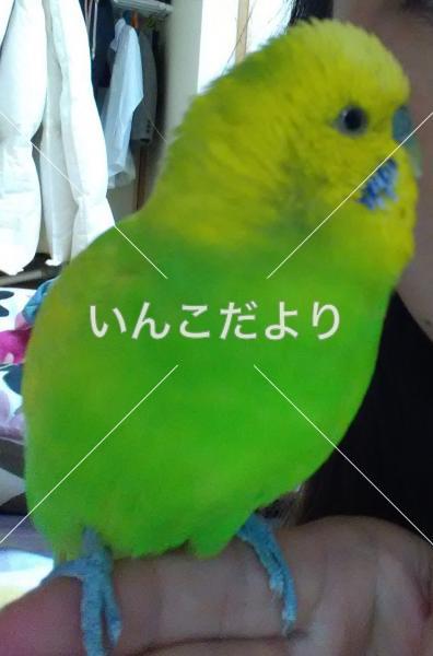 コメントの画像