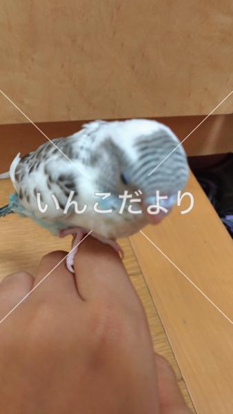 コメントの画像