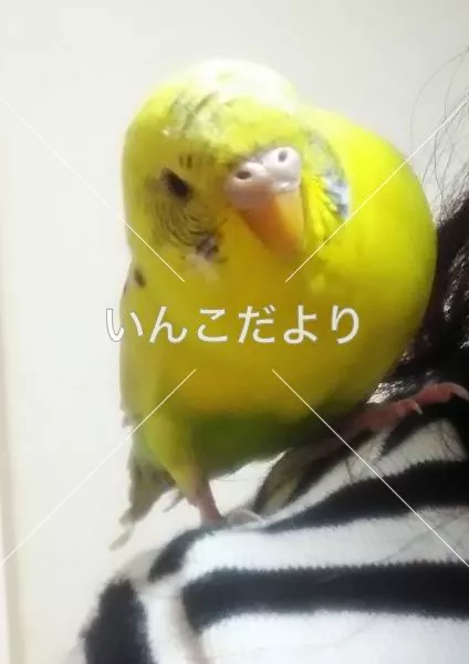 コメントの画像