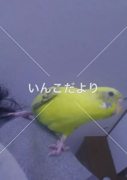 コメントの画像