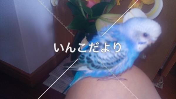 コメントの画像