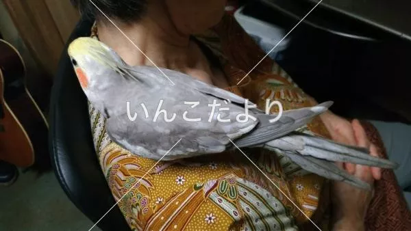 コメントの画像