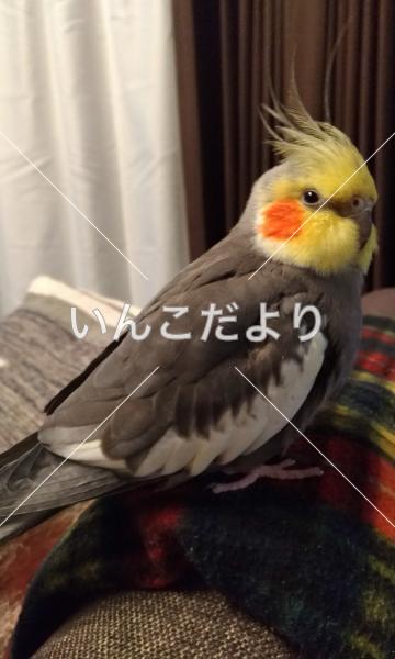 コメントの画像