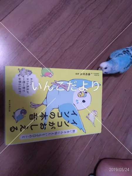 コメントの画像