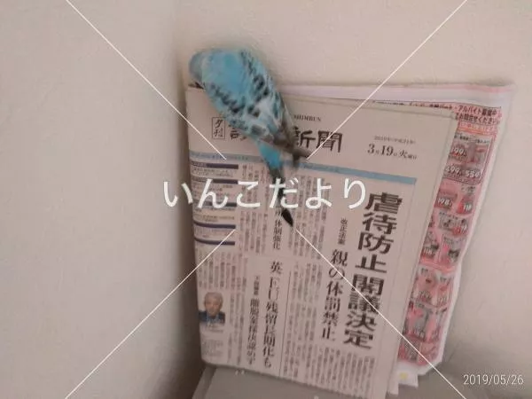 コメントの画像