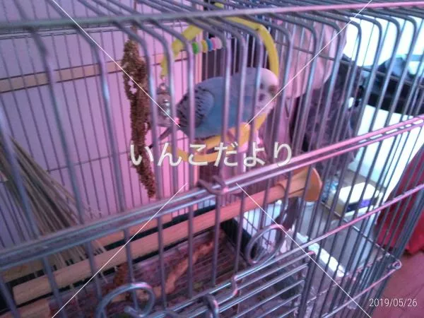 コメントの画像