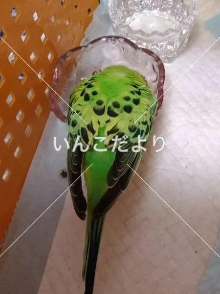 コメントの画像