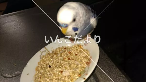 コメントの画像