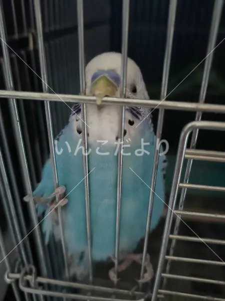 コメントの画像