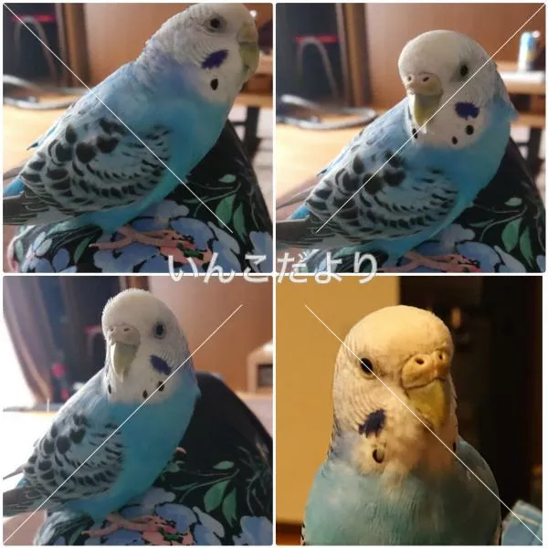 コメントの画像