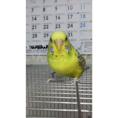 コメントの画像