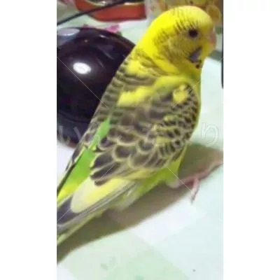 コメントの画像