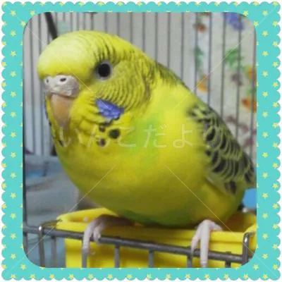 コメントの画像