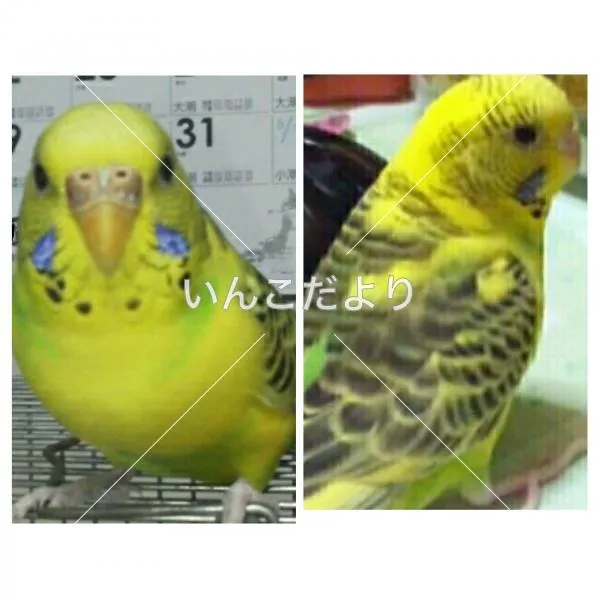 コメントの画像