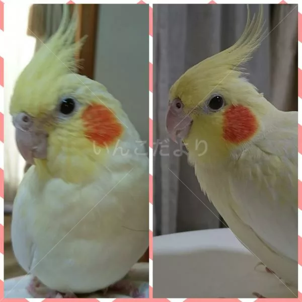 コメントの画像