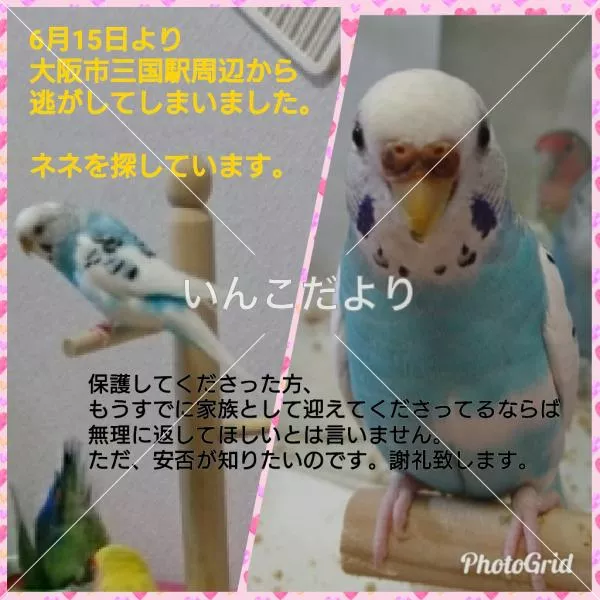 コメントの画像