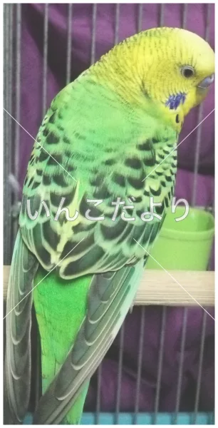 コメントの画像