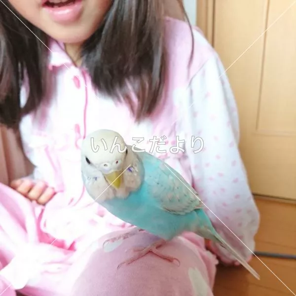 コメントの画像