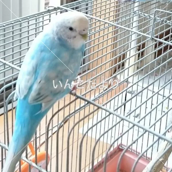 コメントの画像