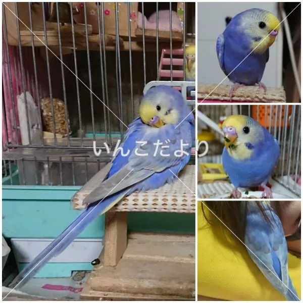 コメントの画像