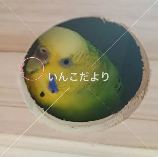 コメントの画像