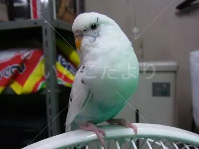 コメントの画像