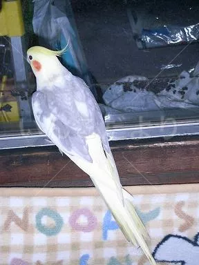 コメントの画像