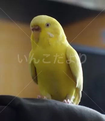 コメントの画像