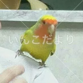 コメントの画像